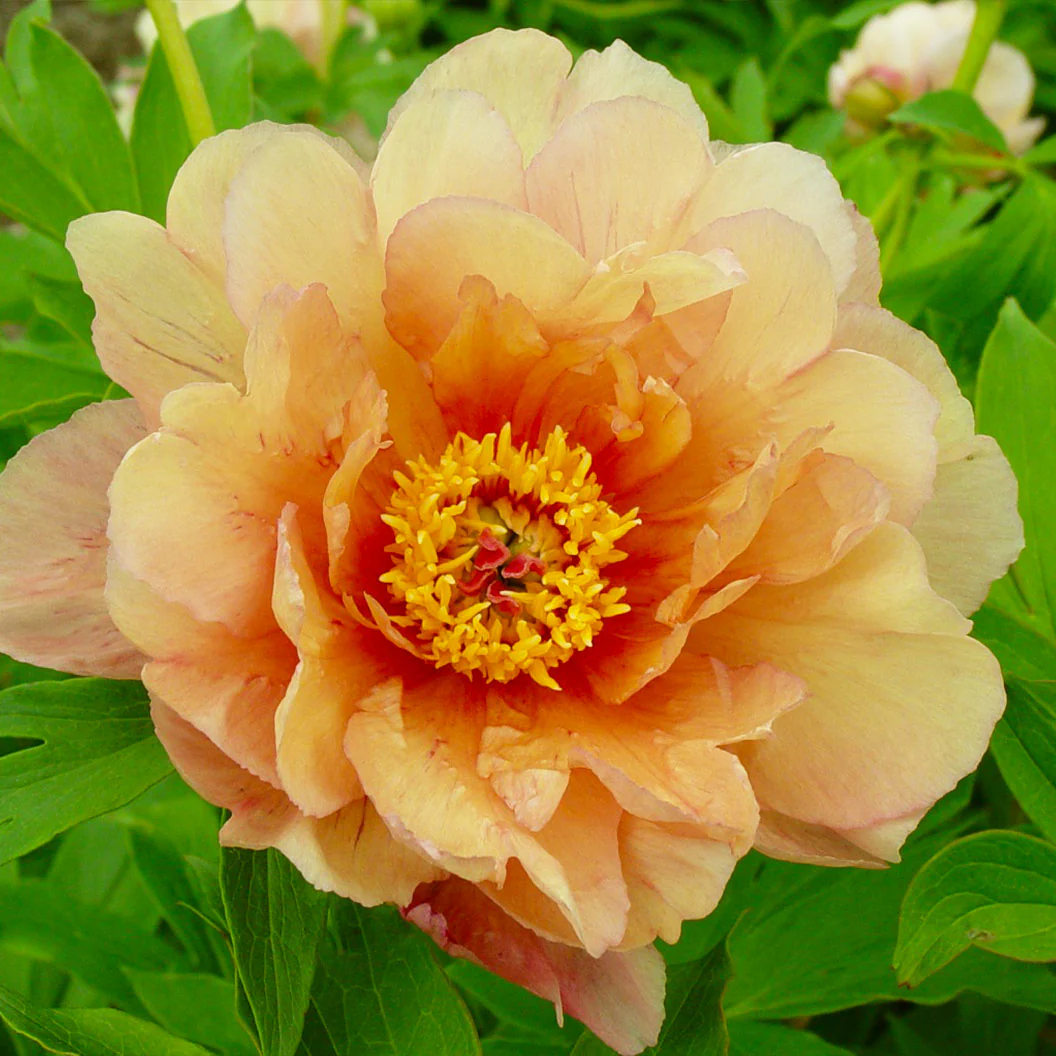 Garden Candy® Summer Sunset™ Itoh Peony Plant - Image 4