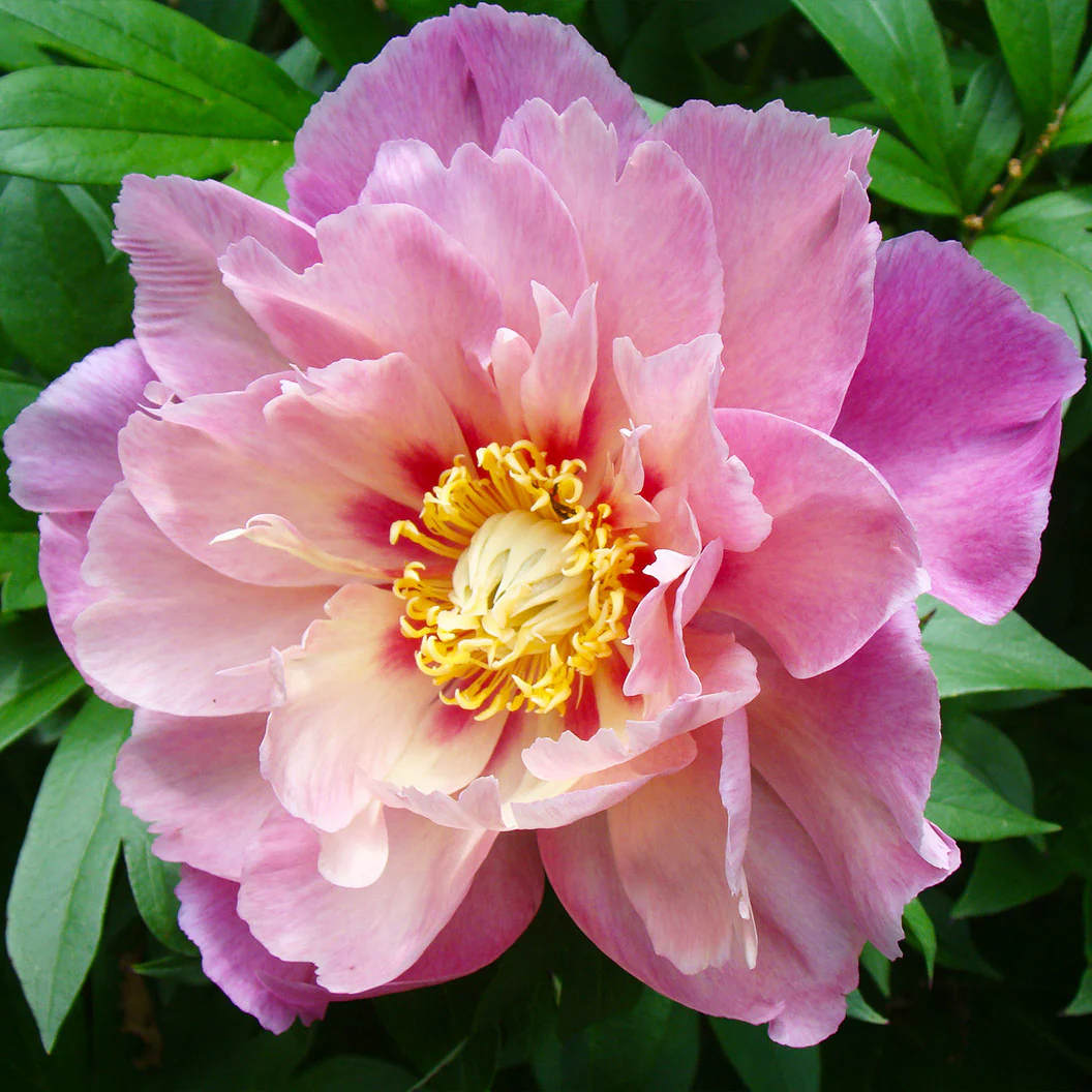Garden Candy® Sweet Treat™ Itoh Peony Plant - Image 2