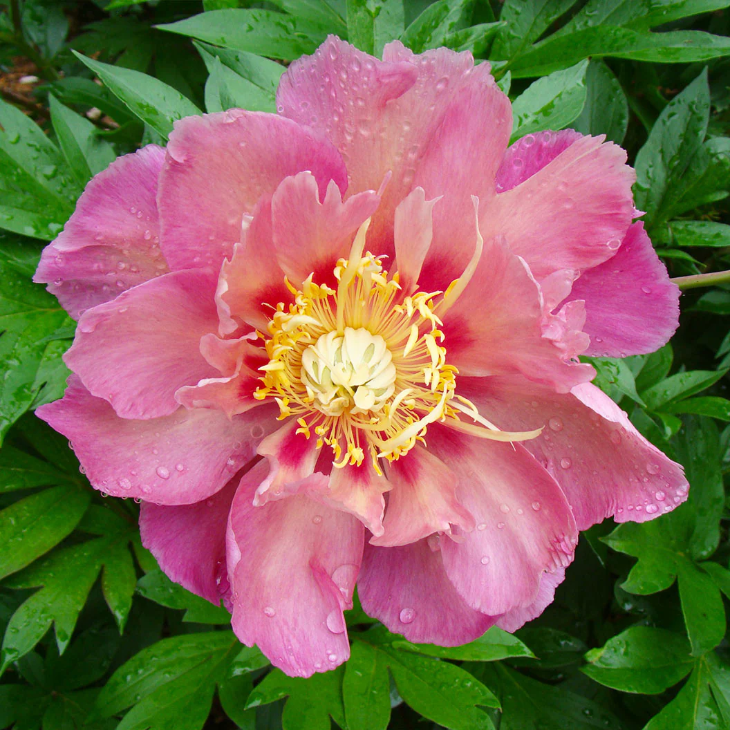 Garden Candy® Sweet Treat™ Itoh Peony Plant - Image 3