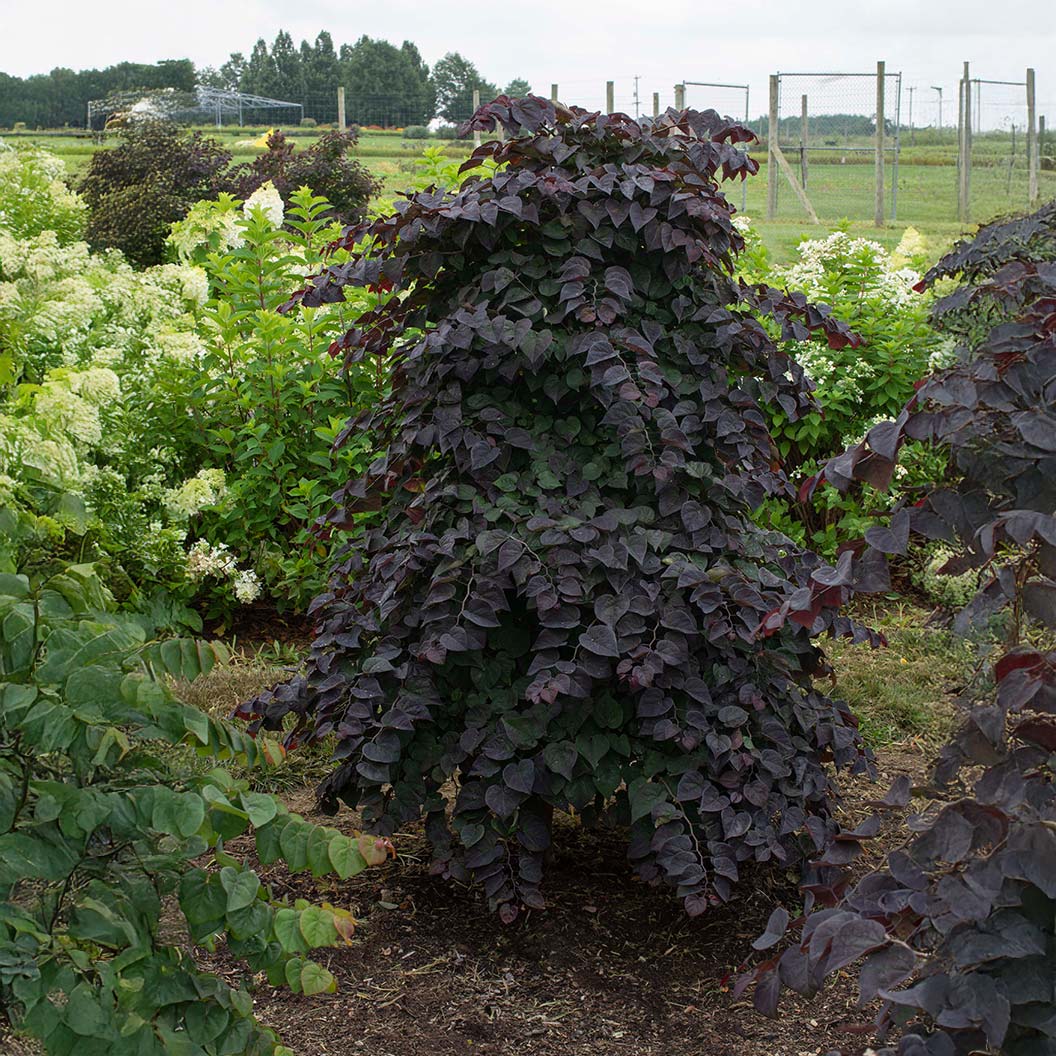Garden Gems Amethyst Falls Redbud Tree - Image 2