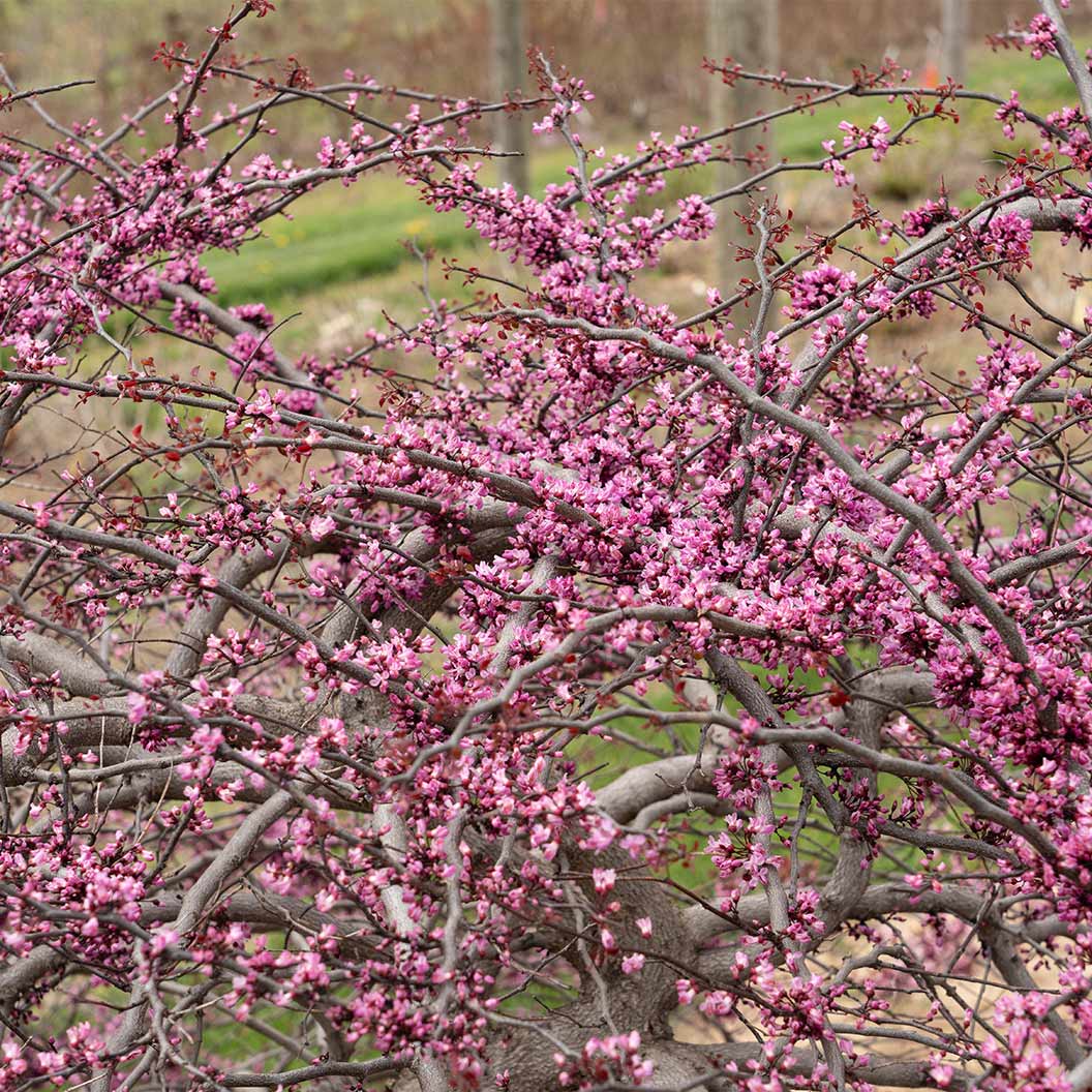 Garden Gems Amethyst Falls Redbud Tree - Image 3