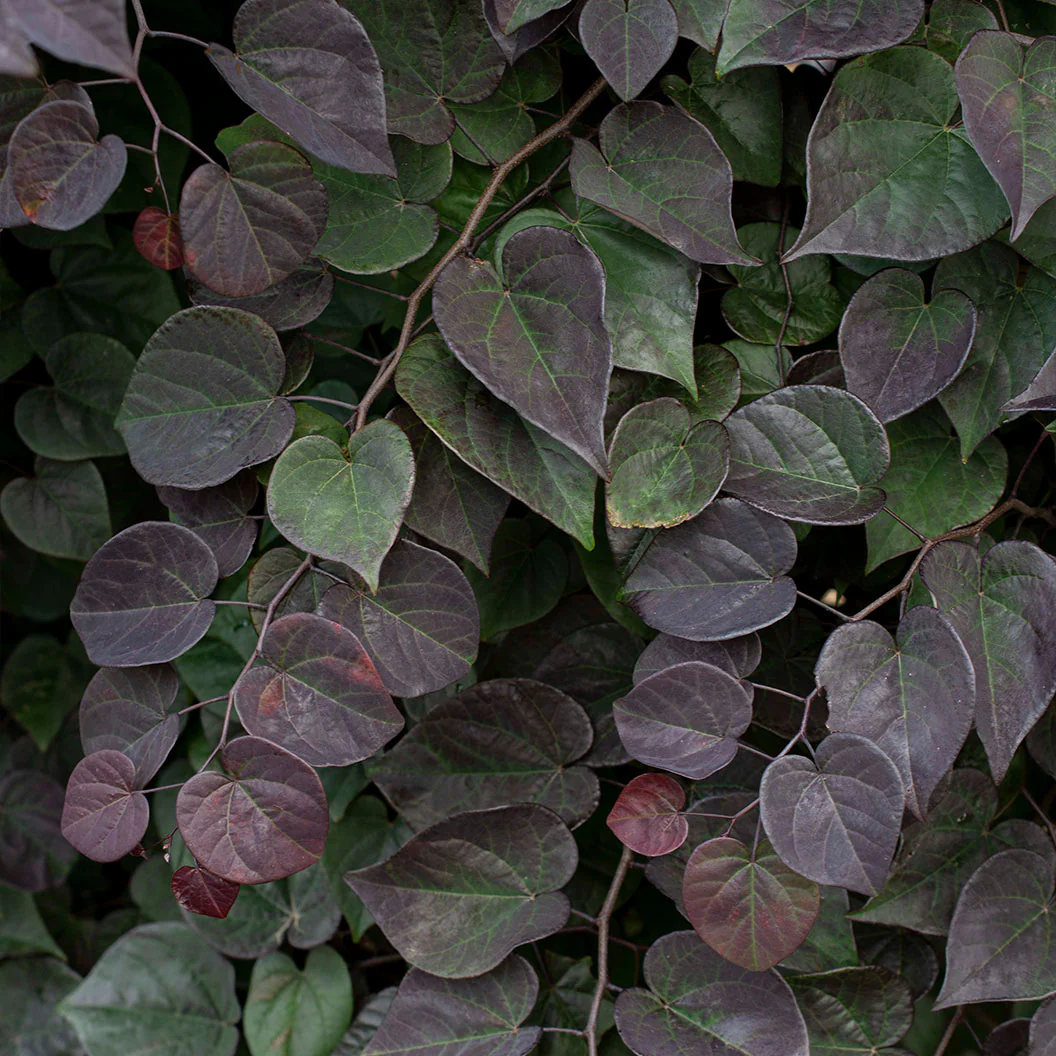 Garden Gems Amethyst Falls Redbud Tree - Image 4