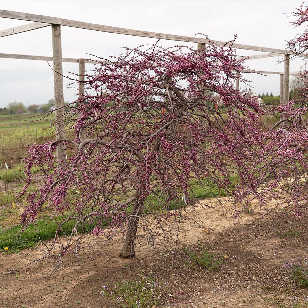 Garden Gems Amethyst Falls Redbud Tree - Image 5