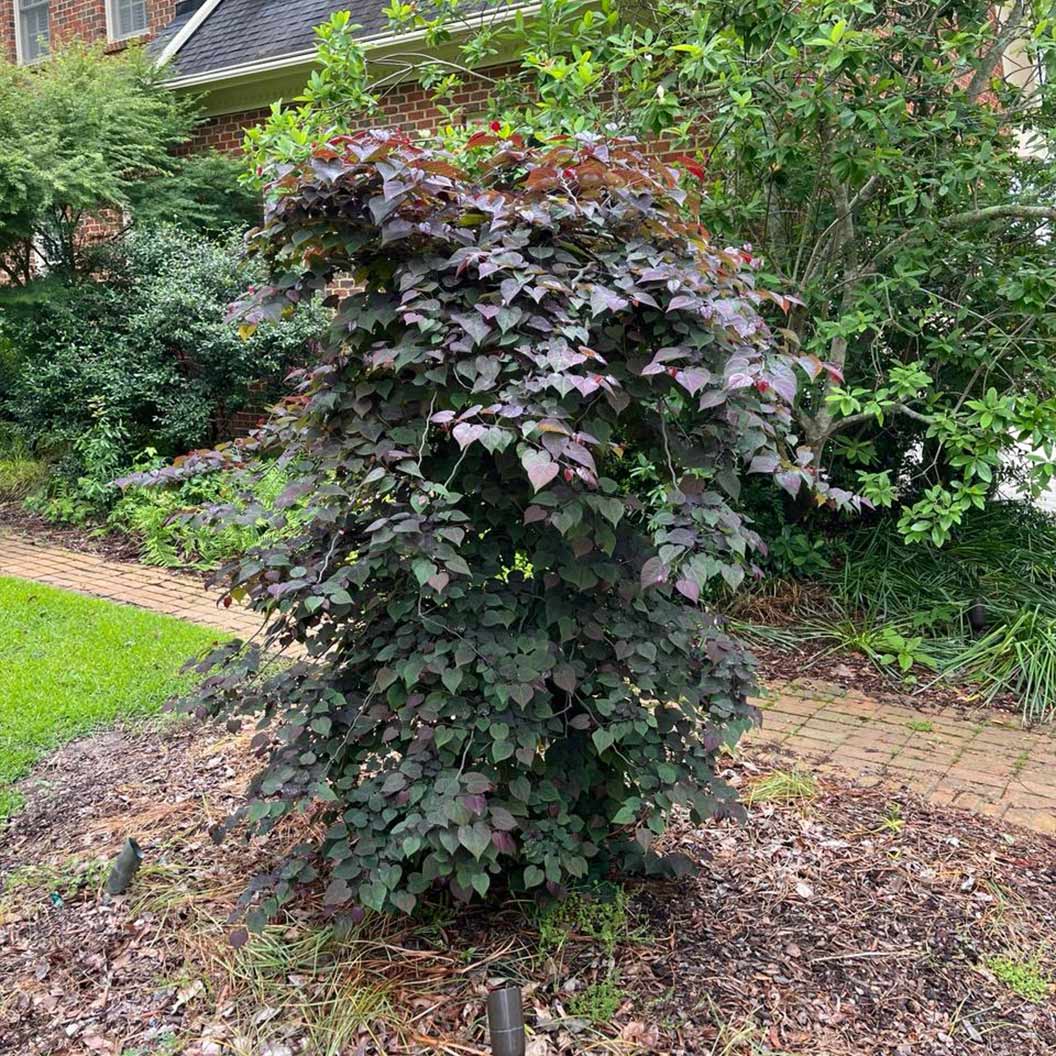 Garden Gems Amethyst Falls Redbud Tree - Image 6