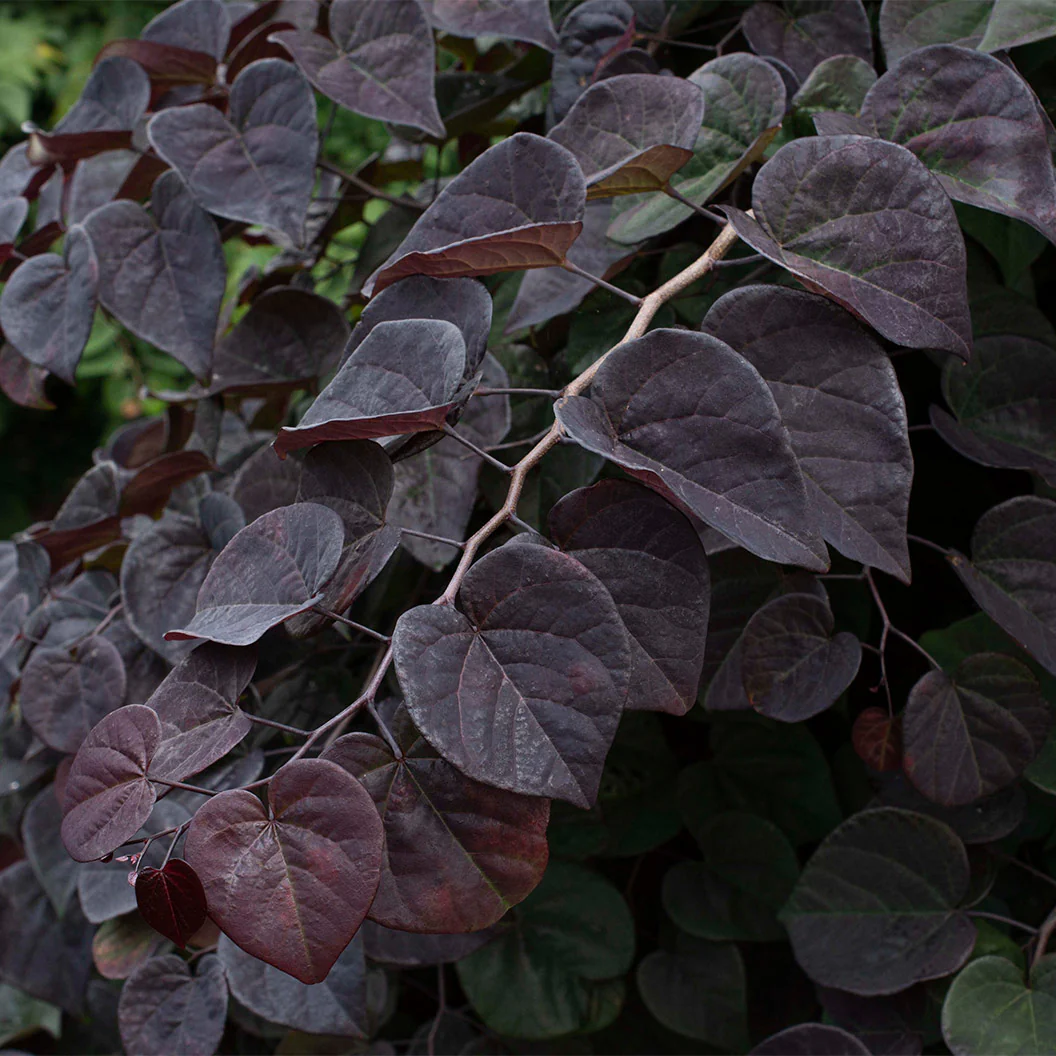 Garden Gems Amethyst Falls Redbud Tree - Image 7