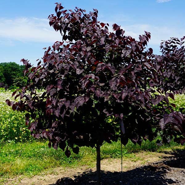 Garden Gems® Amethyst Redbud Tree - Image 2