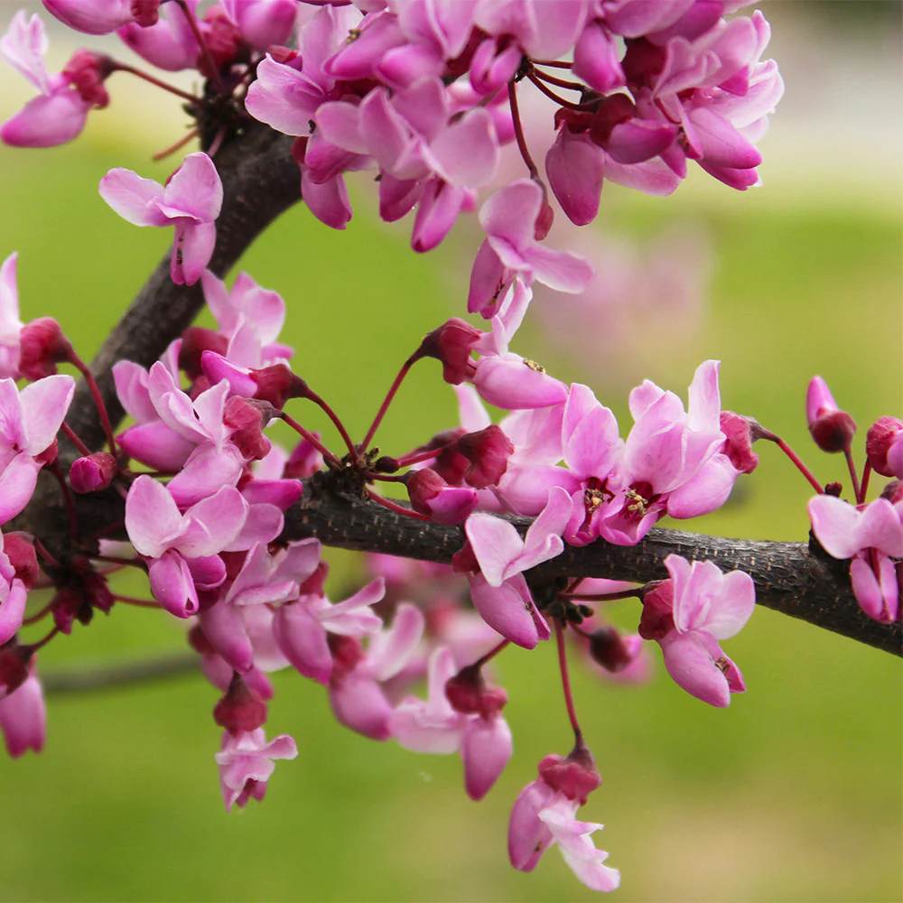 Garden Gems® Amethyst Redbud Tree - Image 3