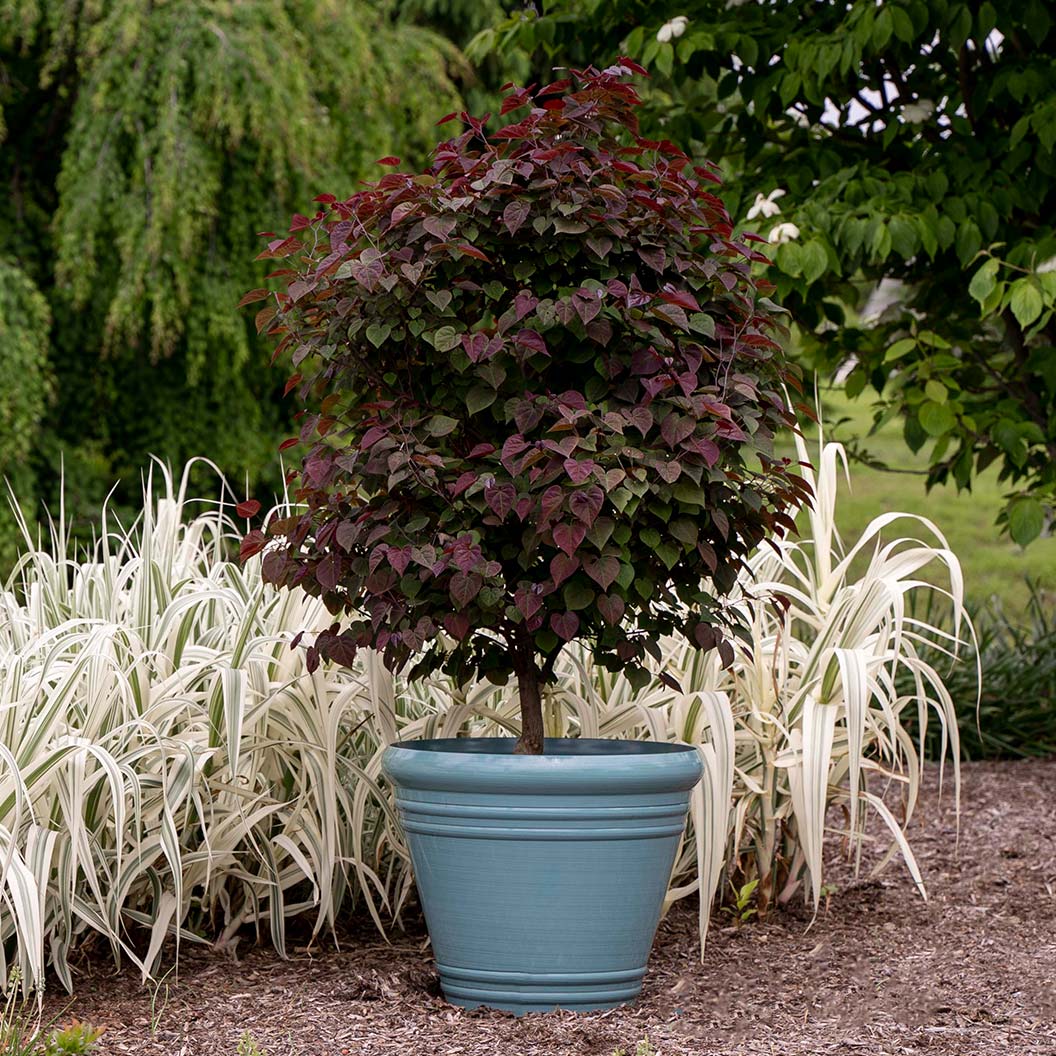 Garden Gems® Amethyst Redbud Tree - Image 4