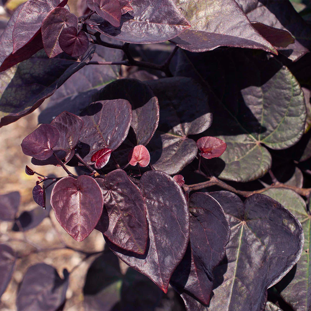 Garden Gems® Amethyst Redbud Tree - Image 5
