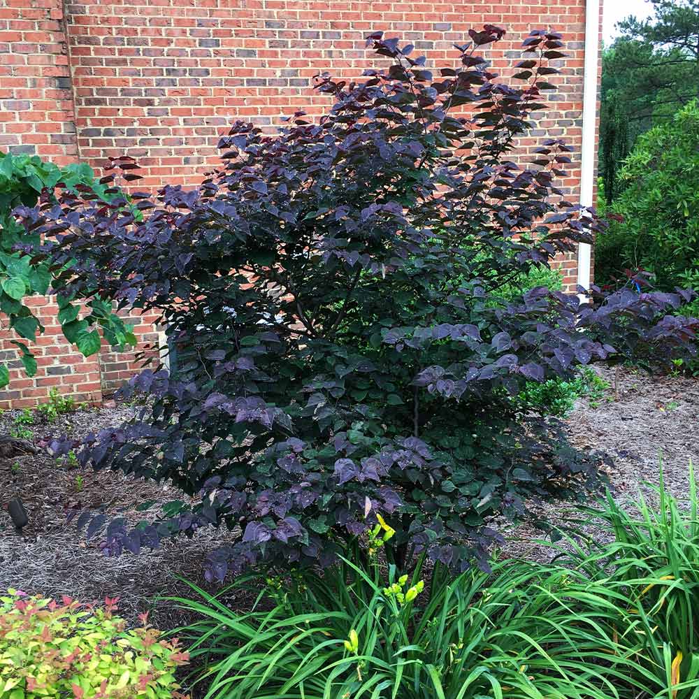 Garden Gems® Amethyst Redbud Tree - Image 6