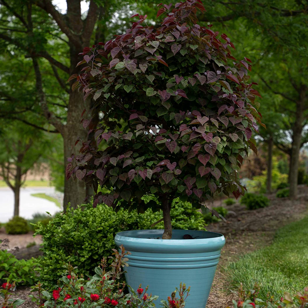 Garden Gems® Amethyst Redbud Tree - Image 7