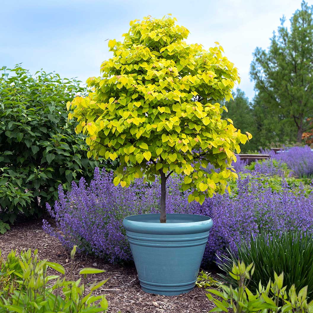 Garden Gems® Citrine Redbud Tree - Image 2
