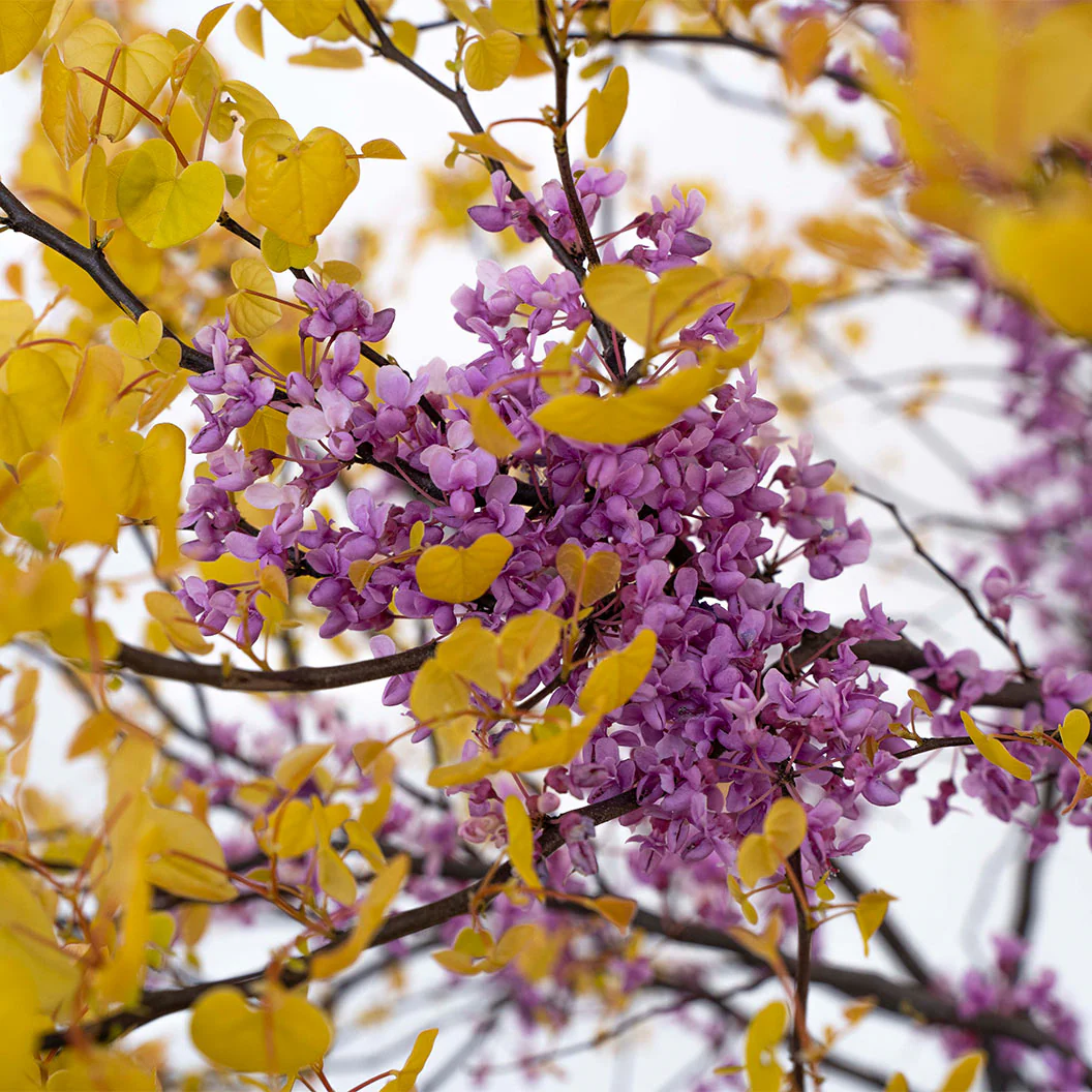 Garden Gems® Citrine Redbud Tree - Image 3