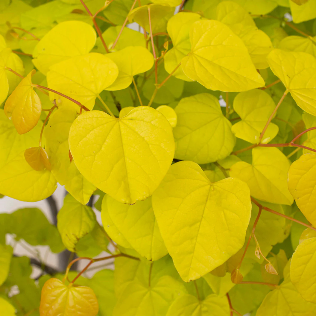 Garden Gems® Citrine Redbud Tree - Image 4