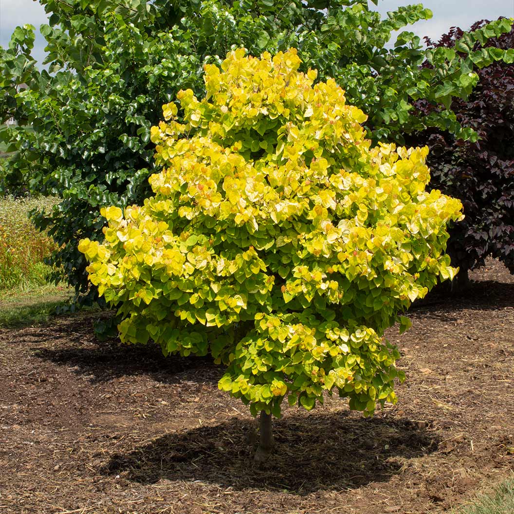 Garden Gems® Citrine Redbud Tree - Image 5