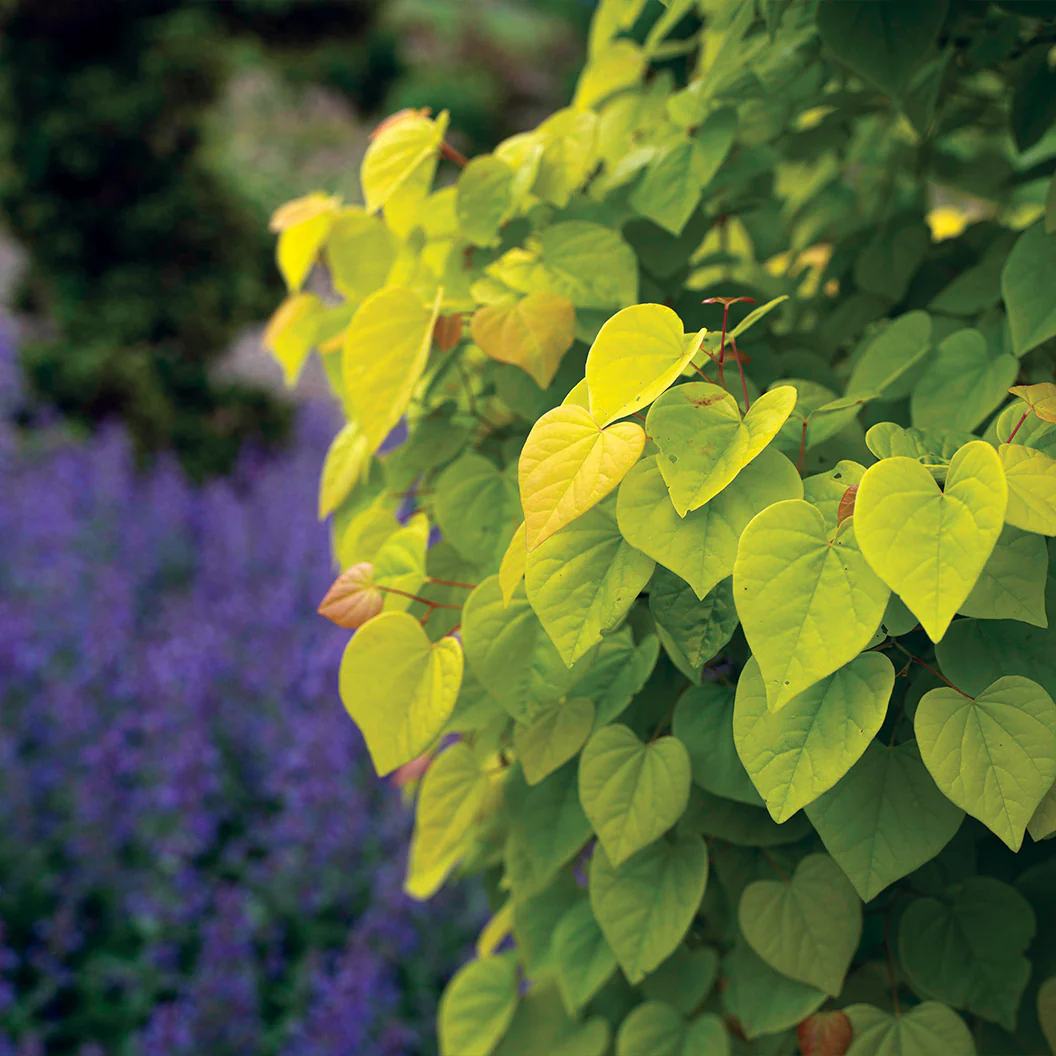 Garden Gems® Citrine Redbud Tree - Image 6