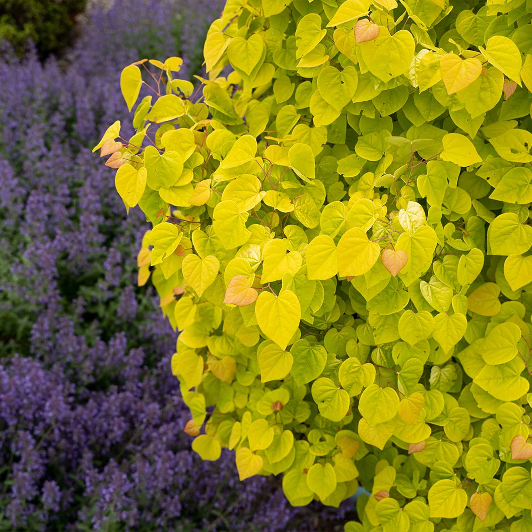 Garden Gems® Citrine Redbud Tree - Image 7