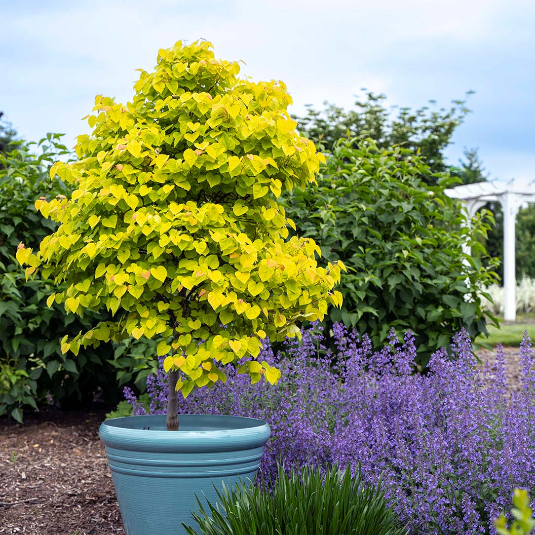 Garden Gems® Citrine Redbud Tree - Image 8