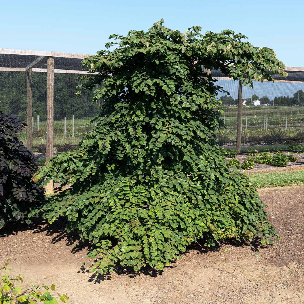 Garden Gems Emerald Falls Redbud Tree - Image 2
