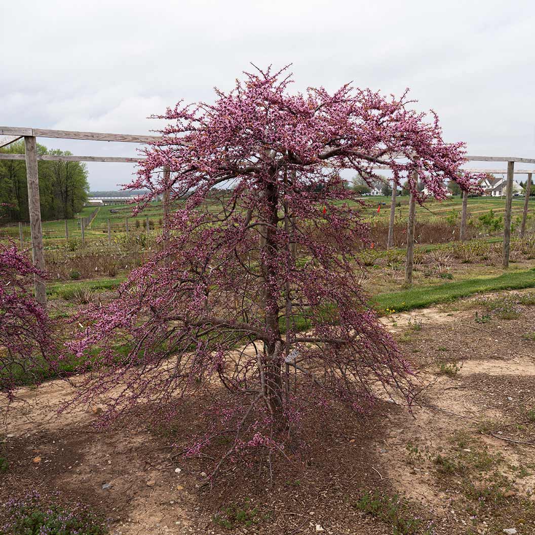Garden Gems Emerald Falls Redbud Tree - Image 3