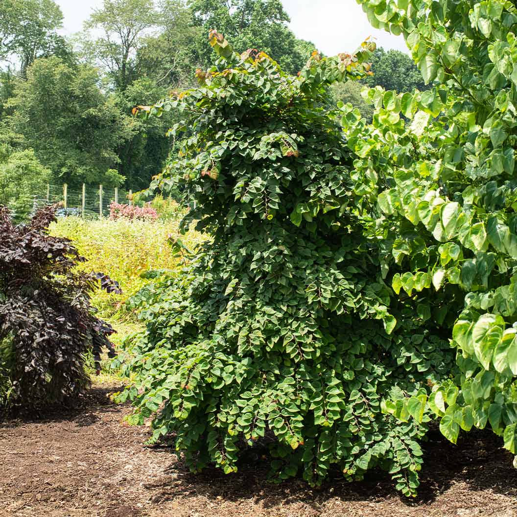 Garden Gems Emerald Falls Redbud Tree - Image 4