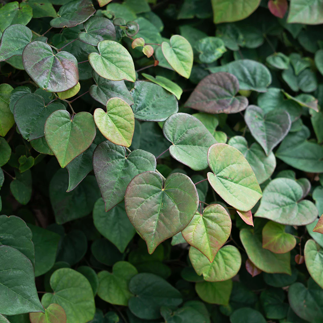 Garden Gems Emerald Falls Redbud Tree - Image 5