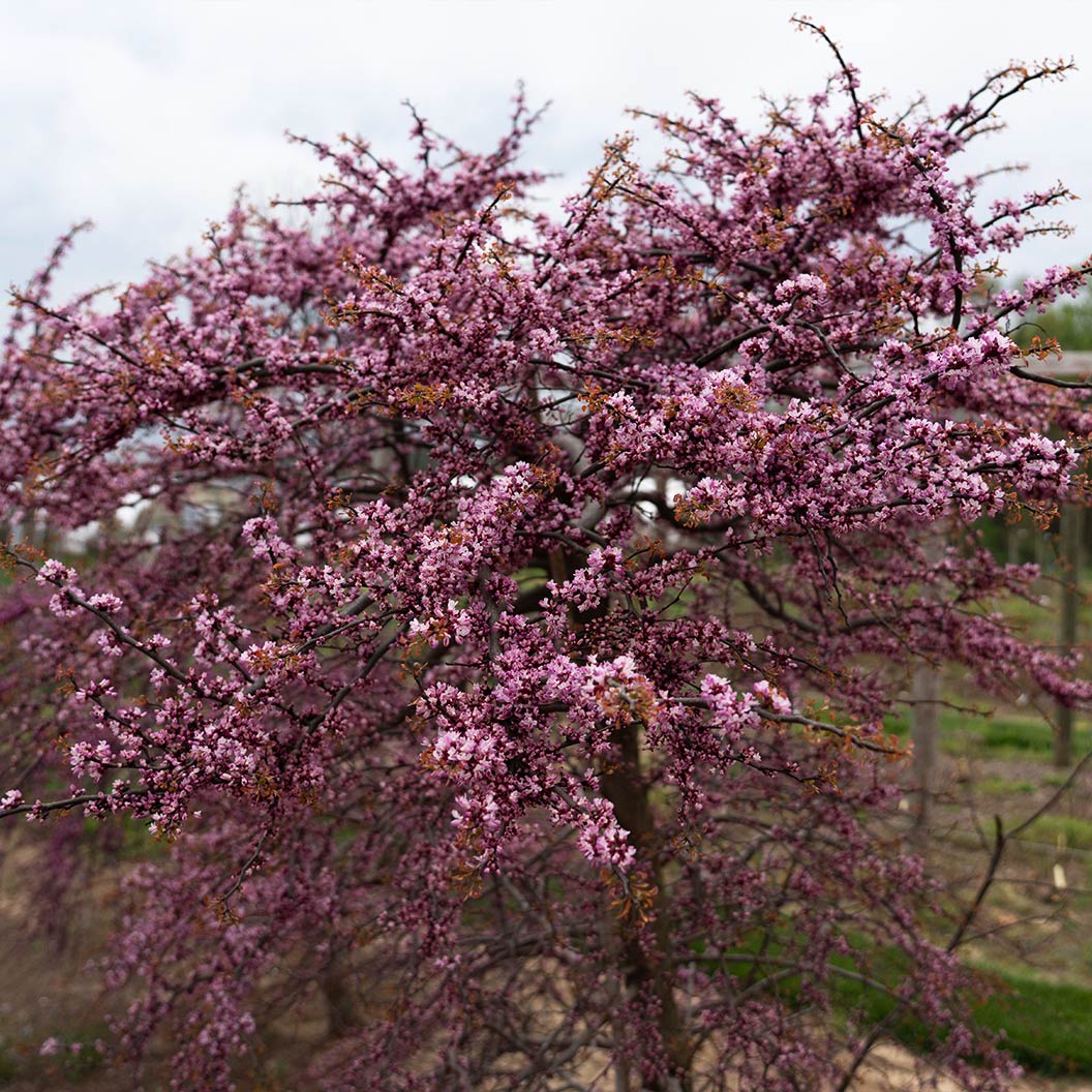Garden Gems Emerald Falls Redbud Tree - Image 6