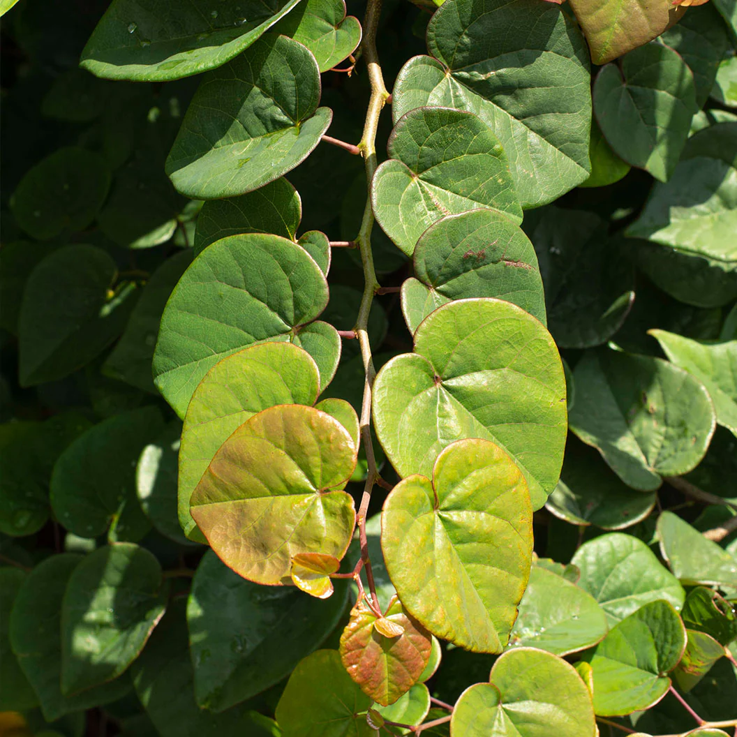 Garden Gems Emerald Falls Redbud Tree - Image 7