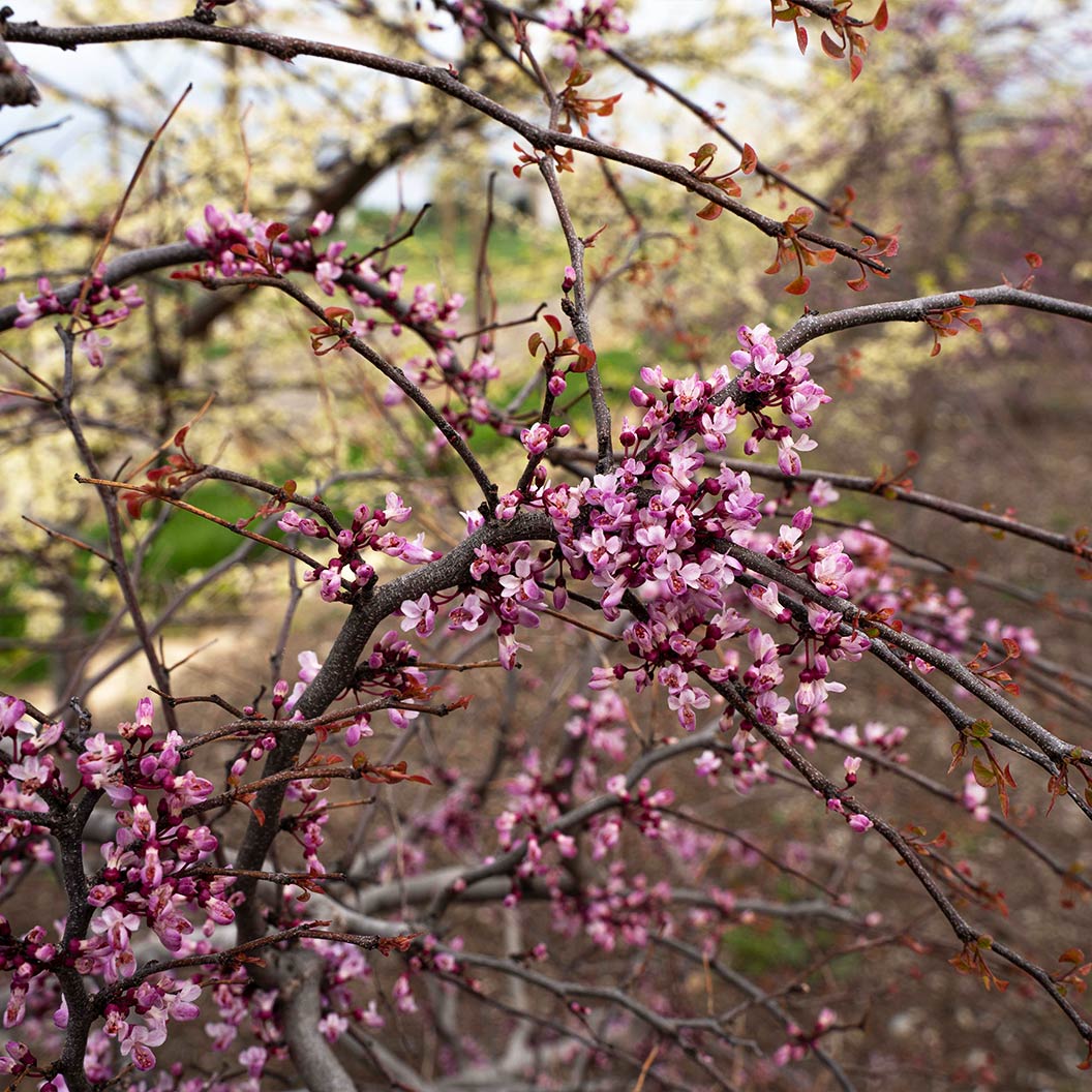 Garden Gems Emerald Falls Redbud Tree - Image 8
