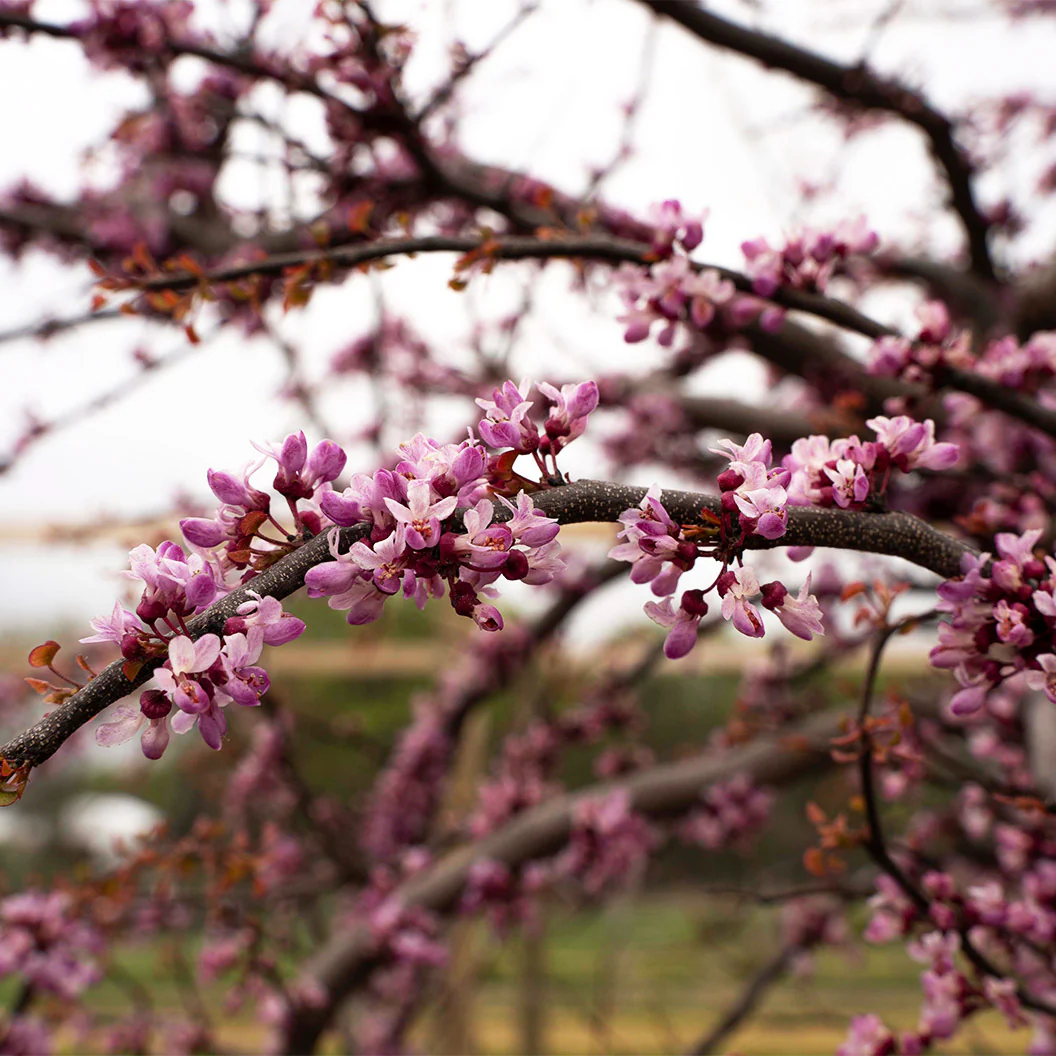 Garden Gems Emerald Falls Redbud Tree - Image 9