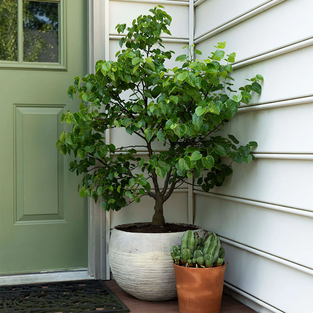 Garden Gems® Emerald Redbud Tree - Image 3