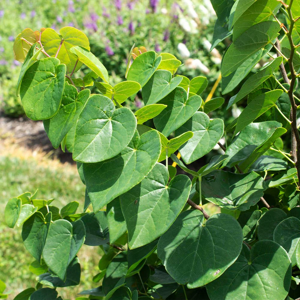 Garden Gems® Emerald Redbud Tree - Image 4