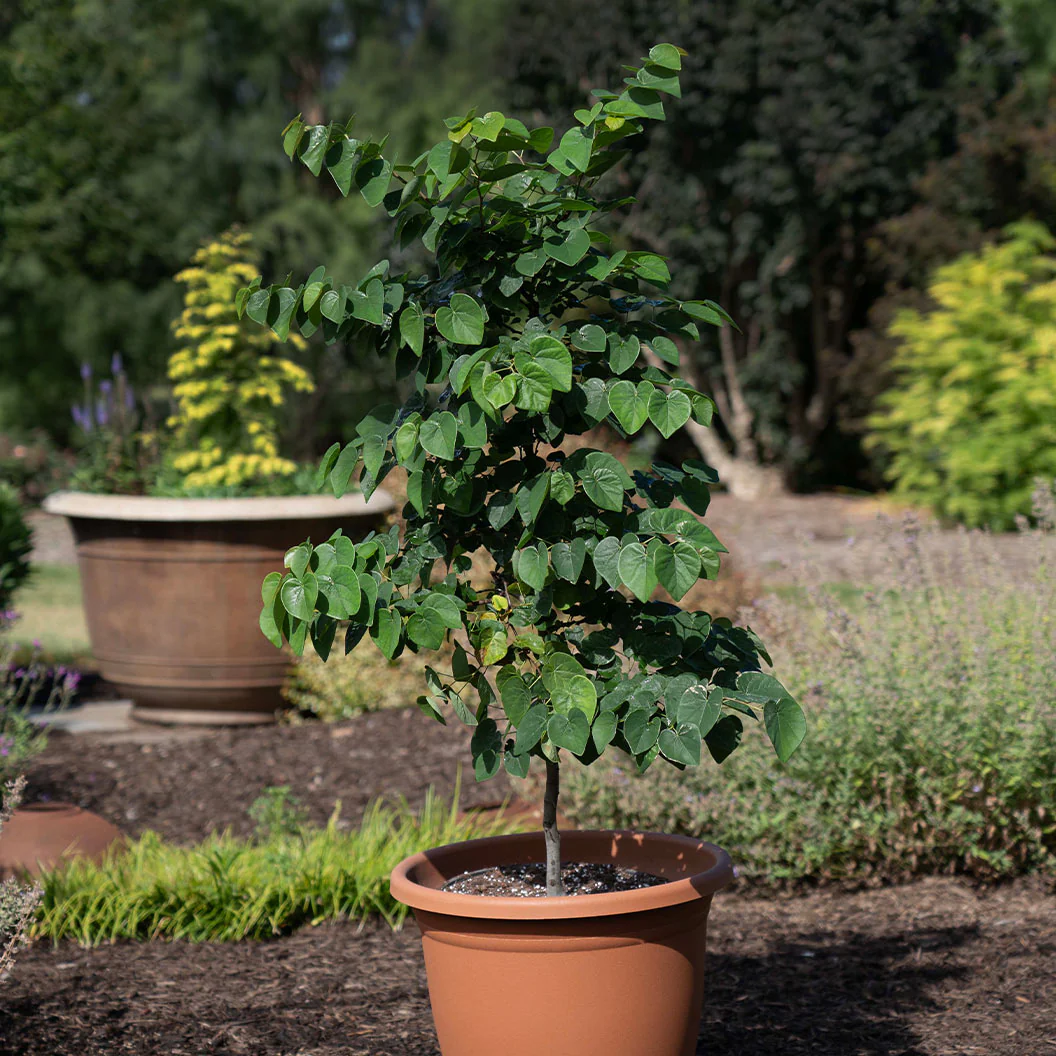 Garden Gems® Emerald Redbud Tree - Image 5
