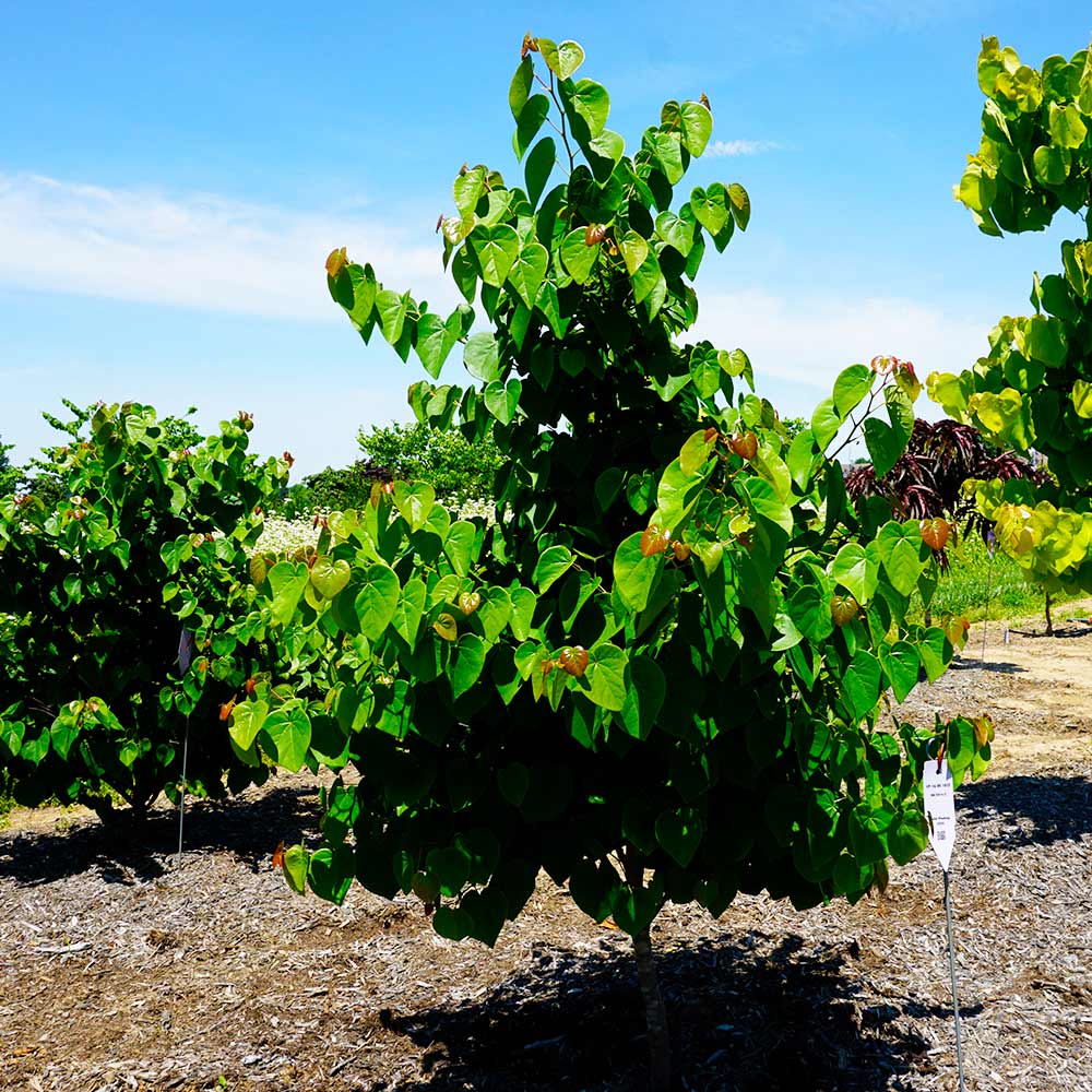 Garden Gems® Emerald Redbud Tree - Image 6