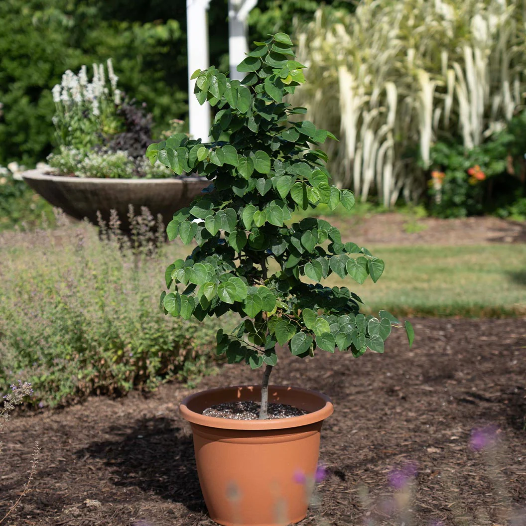 Garden Gems® Emerald Redbud Tree - Image 7