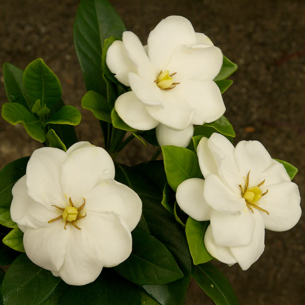 Gardenia Buttons Shrub - Image 2