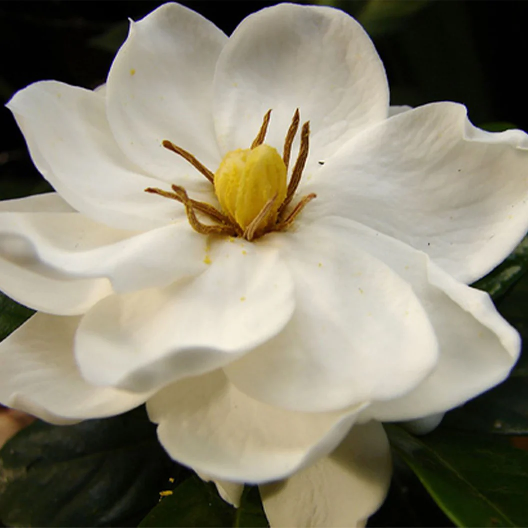Gardenia Buttons Shrub - Image 3