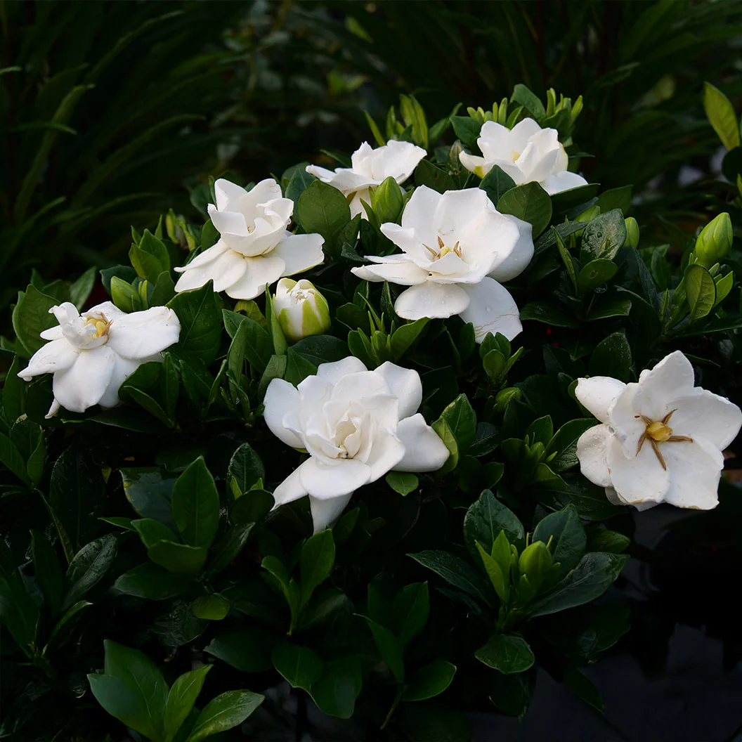 Proven Winners® Steady As She Goes® Gardenia Shrub - Image 2