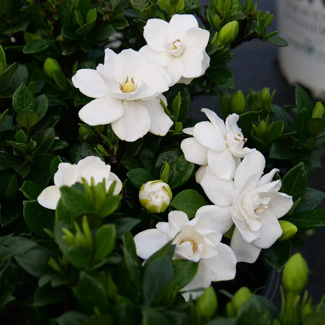 Proven Winners® Steady As She Goes® Gardenia Shrub - Image 3