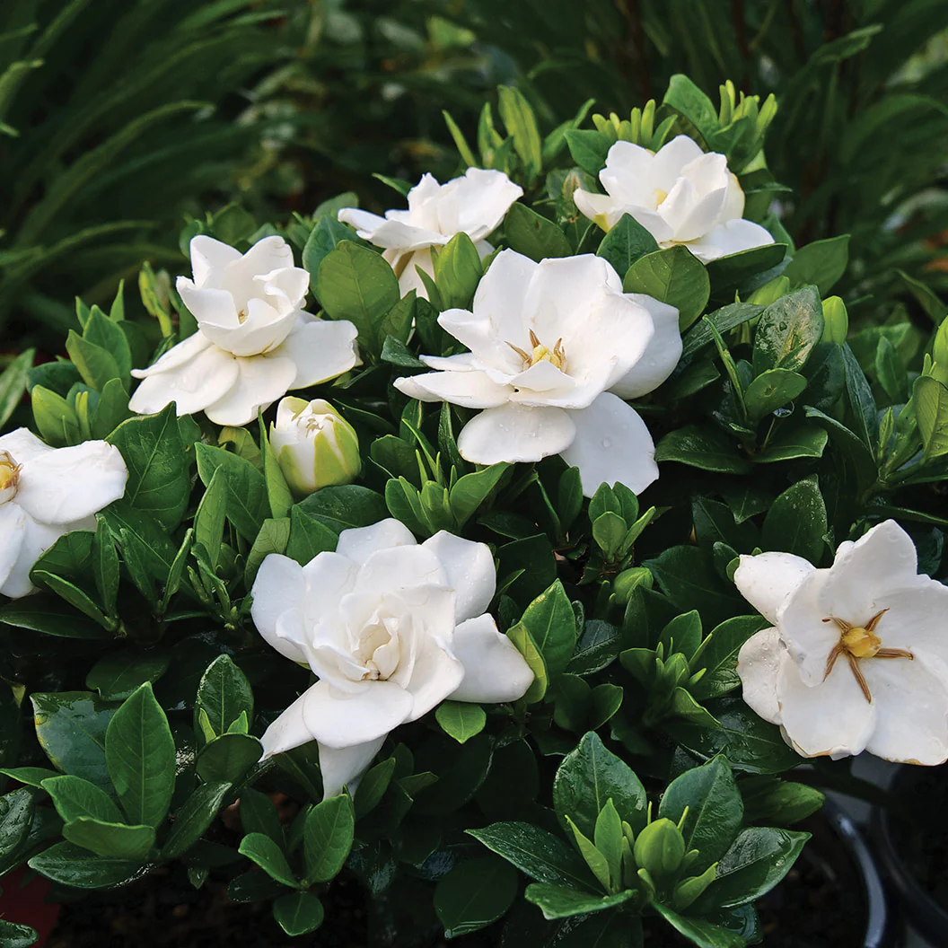 Proven Winners® Steady As She Goes® Gardenia Shrub - Image 4