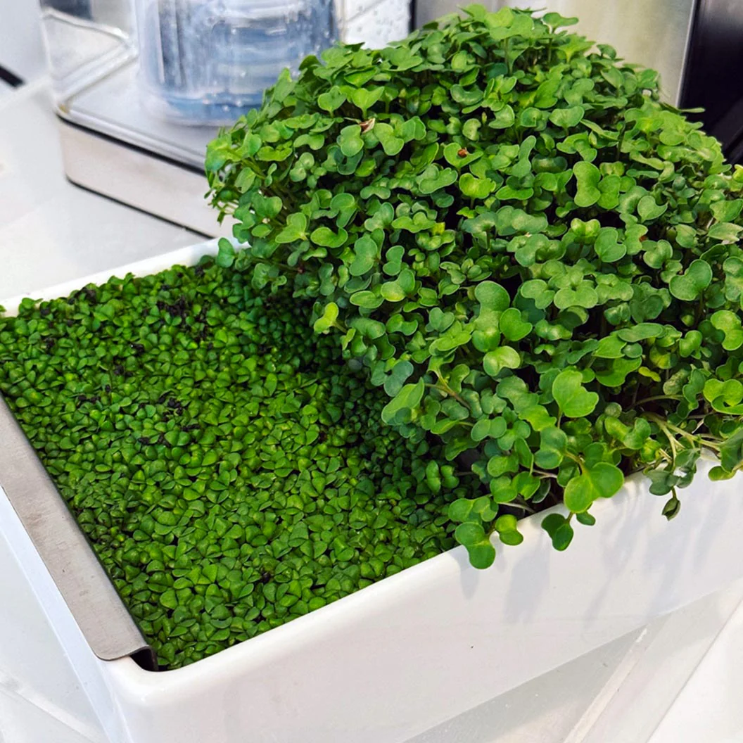 Gardenuity® Microgreens Desktop Garden Starter Kit - Image 4