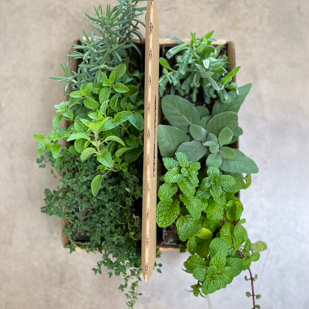 Gardenuity® Tea Garden Kit with Seasonal Herb Plants - Image 3