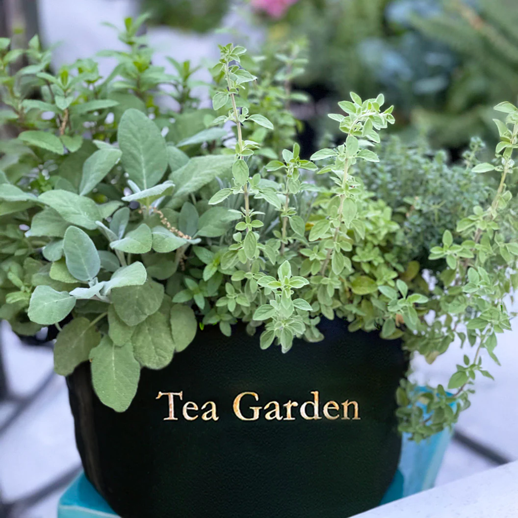 Gardenuity® Tea Garden Kit with Seasonal Herb Plants - Image 5