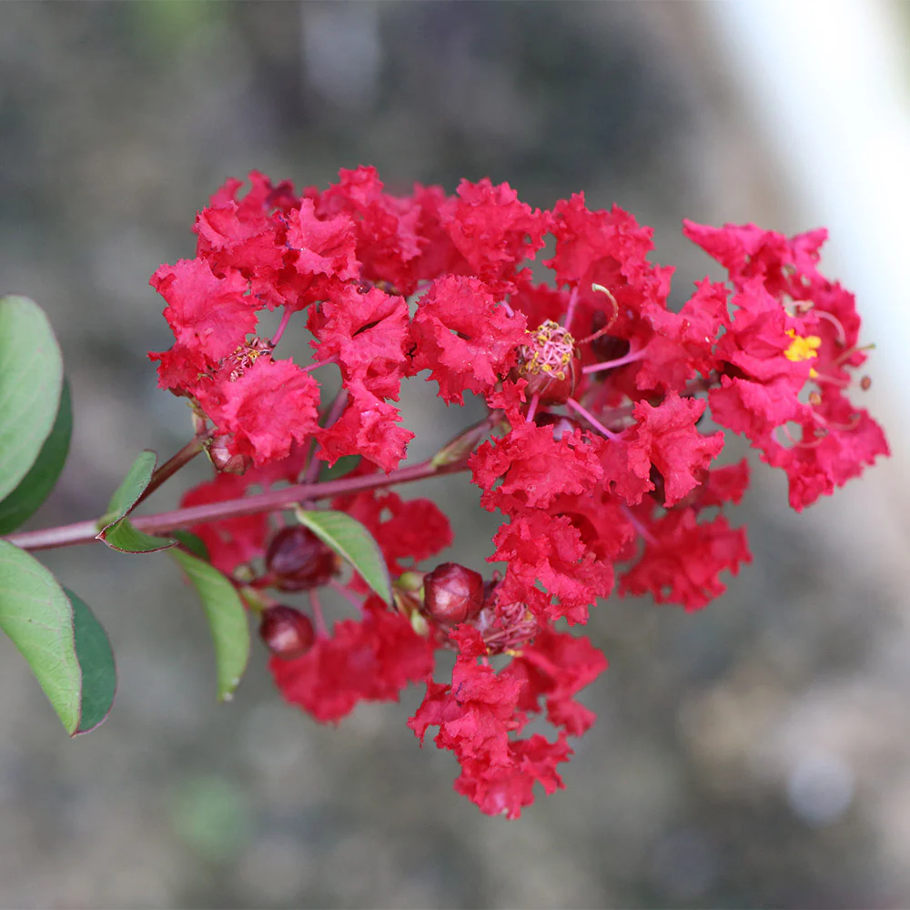 Garnet King™ Emerald Empire® Crape Myrtle Tree - Image 2