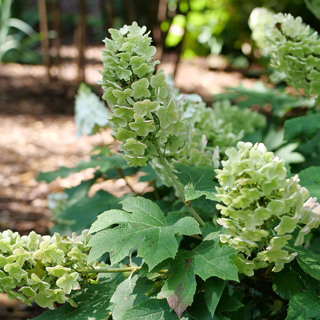 Proven Winners® Gatsby Glow Ball™ Oakleaf Hydrangea - Image 2