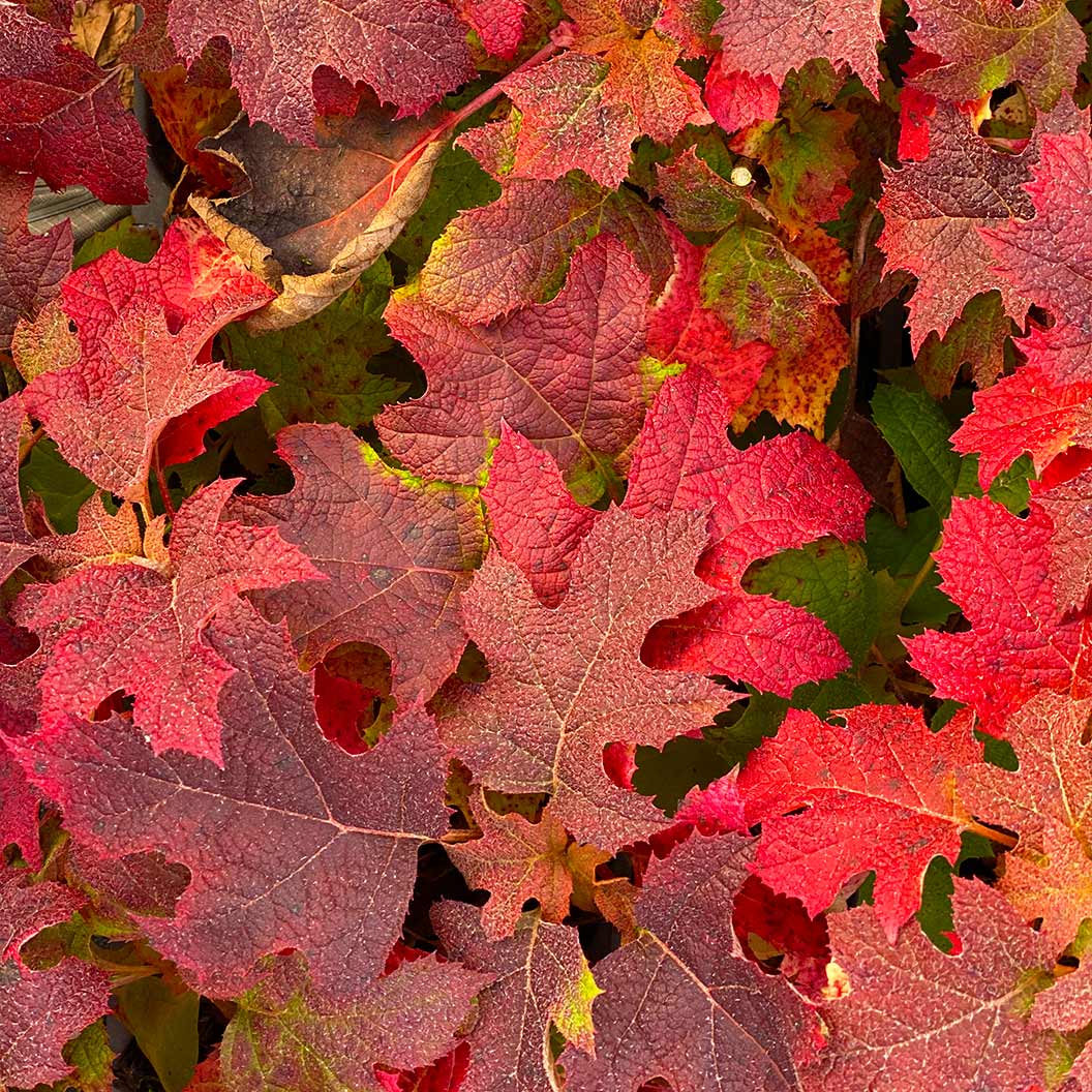 Proven Winners® Gatsby Glow Ball™ Oakleaf Hydrangea - Image 3
