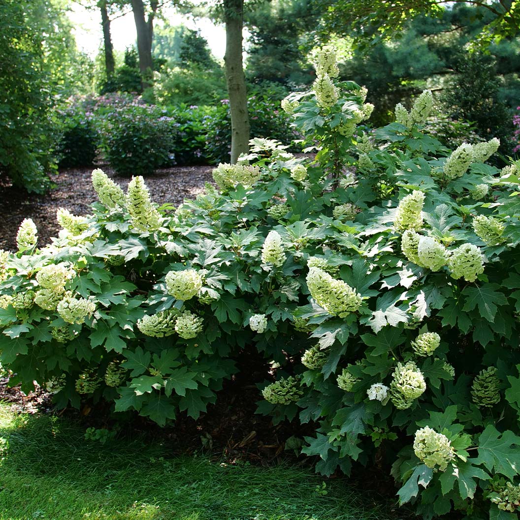 Proven Winners® Gatsby Glow Ball™ Oakleaf Hydrangea - Image 4