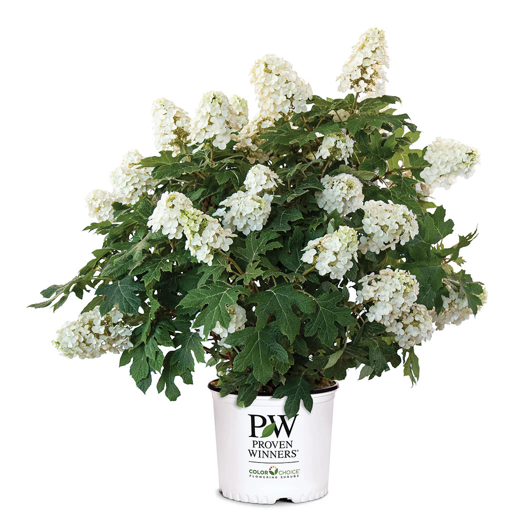 Proven Winners® Gatsby Glow Ball™ Oakleaf Hydrangea - Image 5
