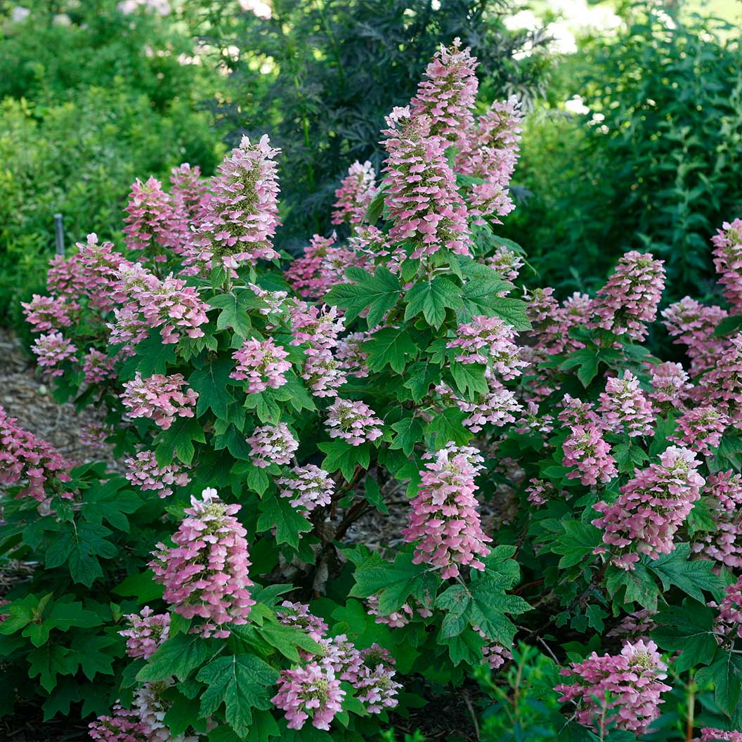 Proven Winners® Gatsby Pink® Oakleaf Hydrangea Shrub - Image 2