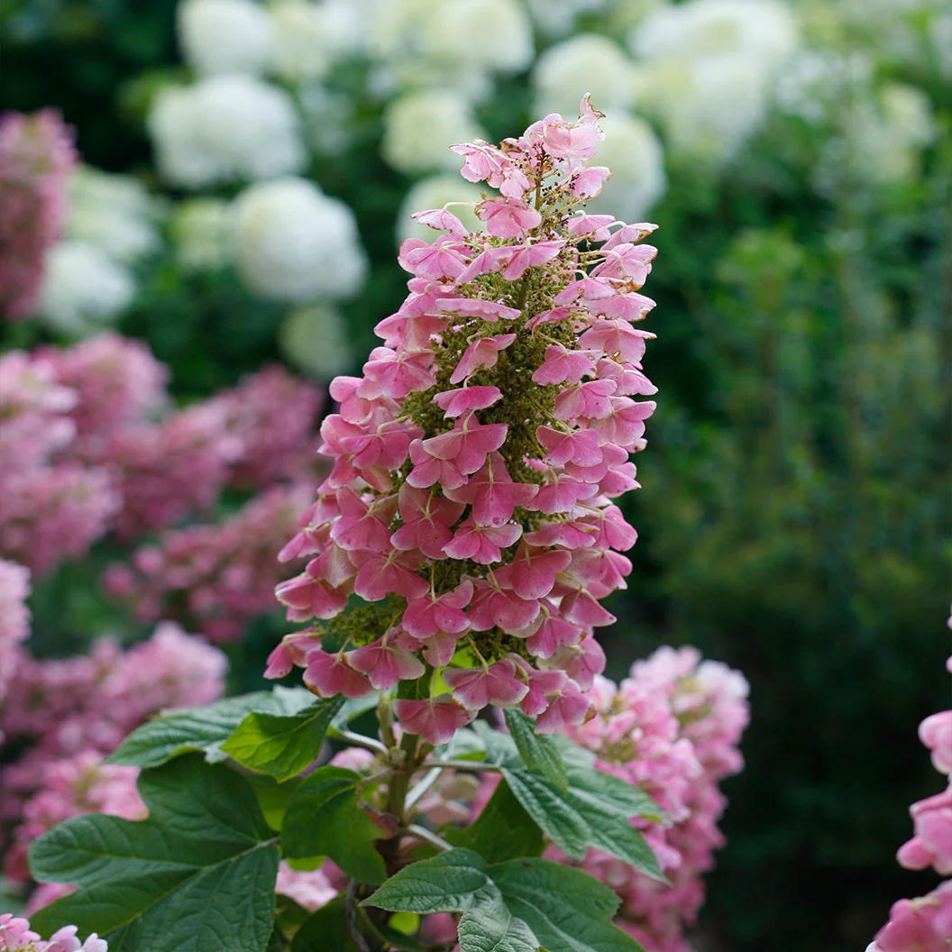 Proven Winners® Gatsby Pink® Oakleaf Hydrangea Shrub - Image 3